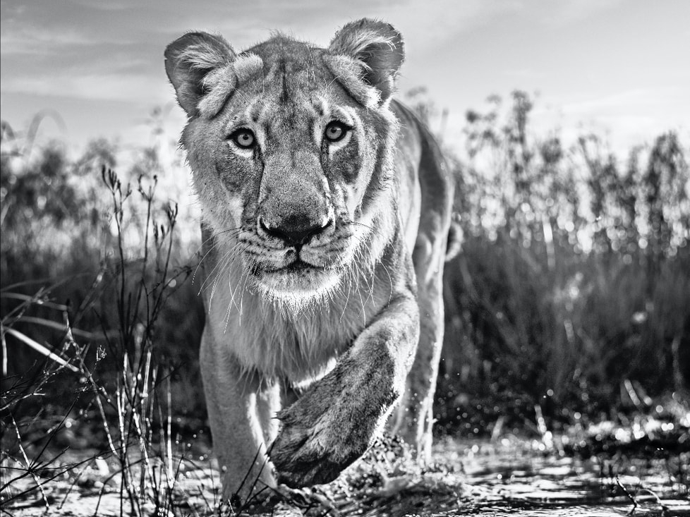 David_Yarrow_Intent_Hilton_Asmus_Contemporary