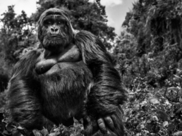 David_Yarrow_Judge_and_Jury_Hilton_Asmus_Contemporary