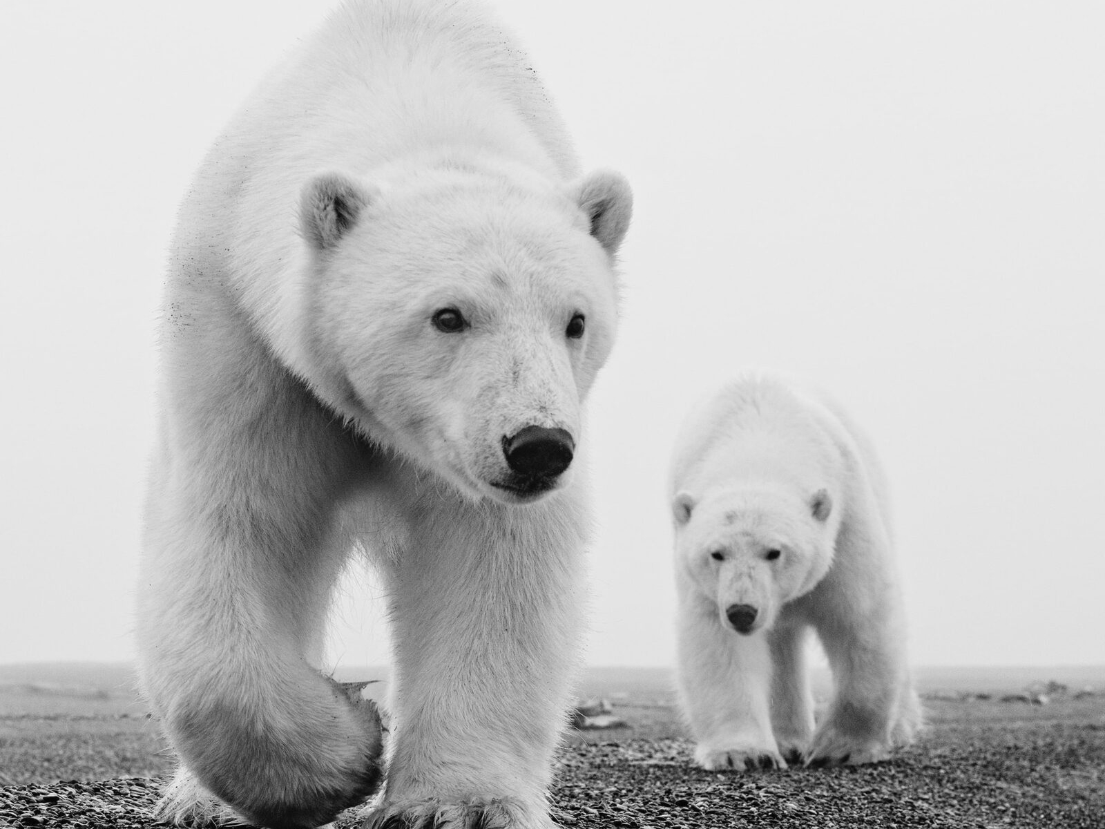 David_Yarrow_Kaktovik_Hilton_Asmus_Contemporary