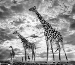 David_Yarrow_Keeping_Up_With_the_Crouches_Hilton_Asmus_ContemporaryDavid_Yarrow_Keeping_Up_With_the_Crouches_Hilton_Asmus_Contemporary