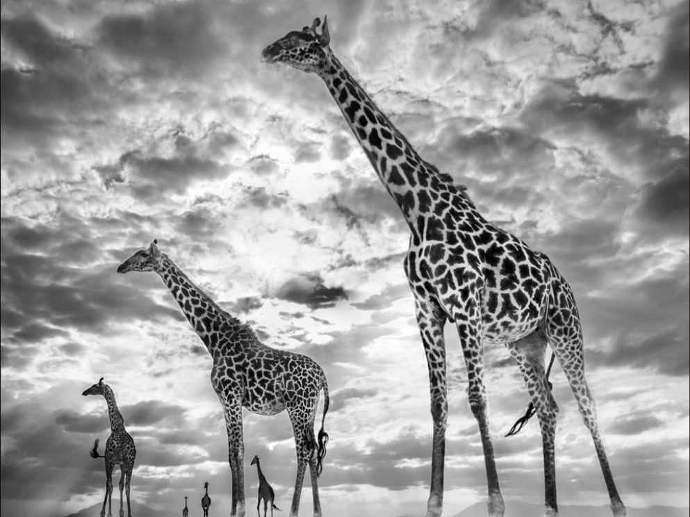 David_Yarrow_Keeping_Up_With_the_Crouches_Hilton_Asmus_ContemporaryDavid_Yarrow_Keeping_Up_With_the_Crouches_Hilton_Asmus_Contemporary