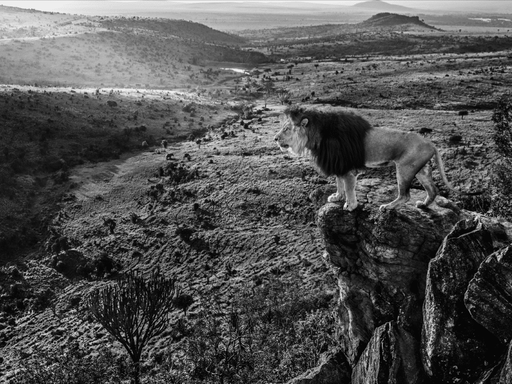 David_Yarrow_King_of_Kings_Hilton_Asmus_Contemporary