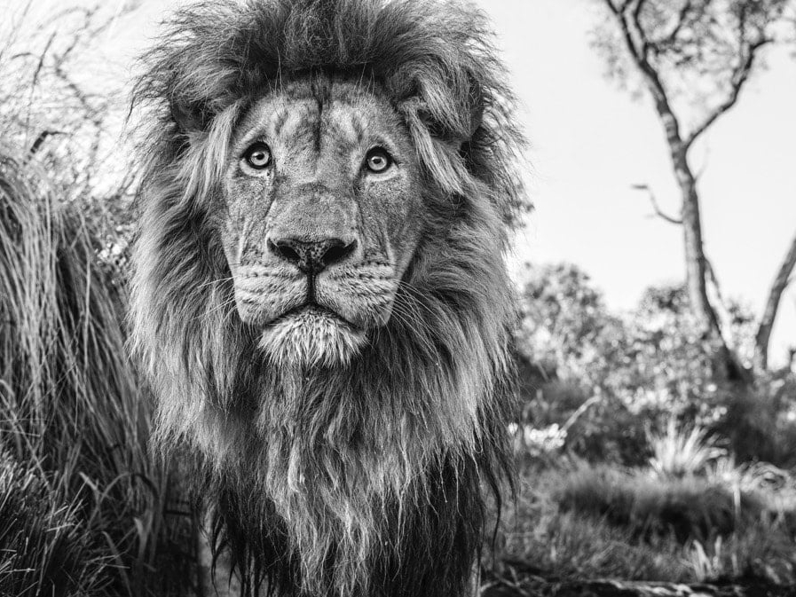 David_Yarrow_Kingdom_Hilton_Asmus_Contemporary