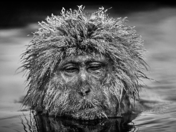 David_Yarrow_Miserable_Monkey_Hilton_Asmus_Contemporary