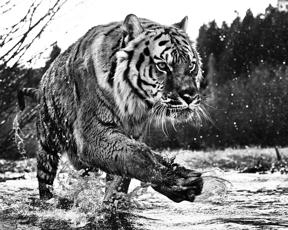 David_Yarrow_Mystic_River_Hilton_Asmus_Contemporary