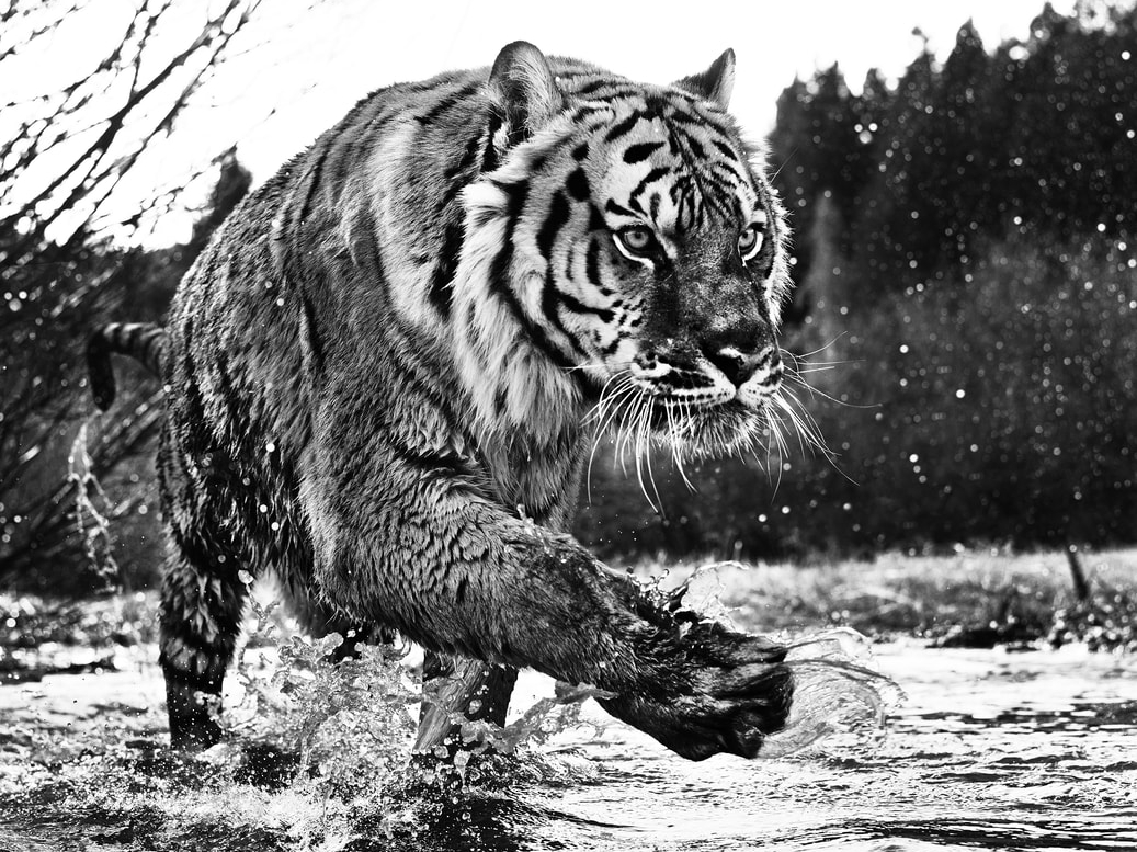 David_Yarrow_Mystic_River_Hilton_Asmus_Contemporary