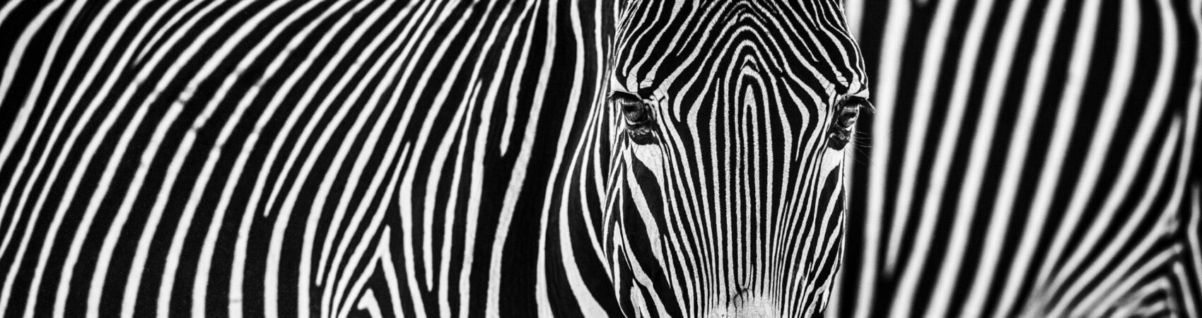 David_Yarrow_Parallel_Lines_Hilton_Asmus_Contemporary