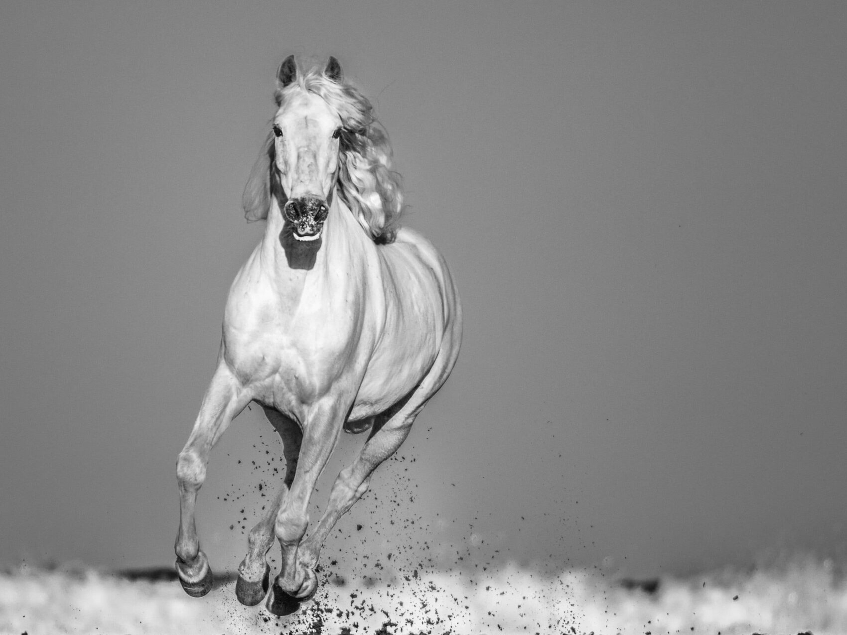 David_Yarrow_Pegasus_Hilton_Asmus_Contemporary