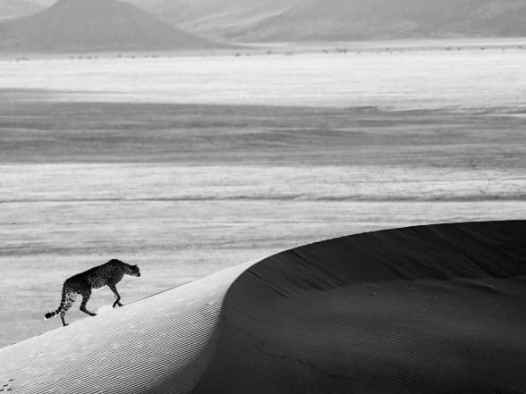 David_Yarrow_Prowl_Hilton_Asmus_Contemporary