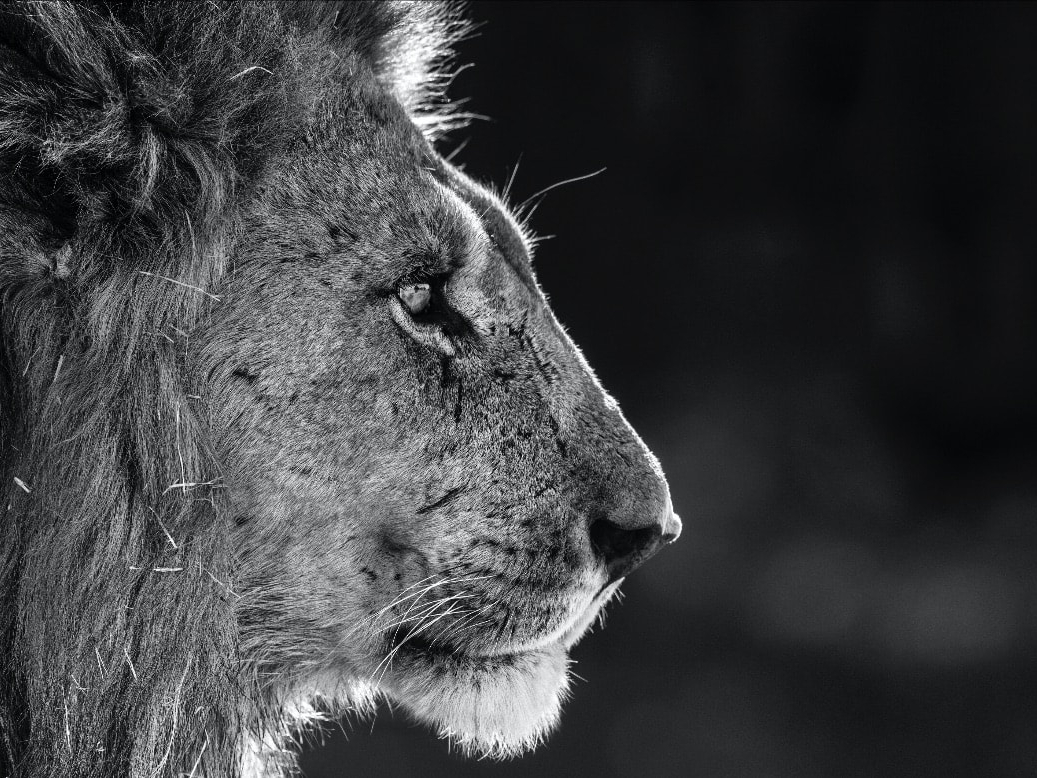 David_Yarrow_Savute_Hilton_Asmus_Contemporary
