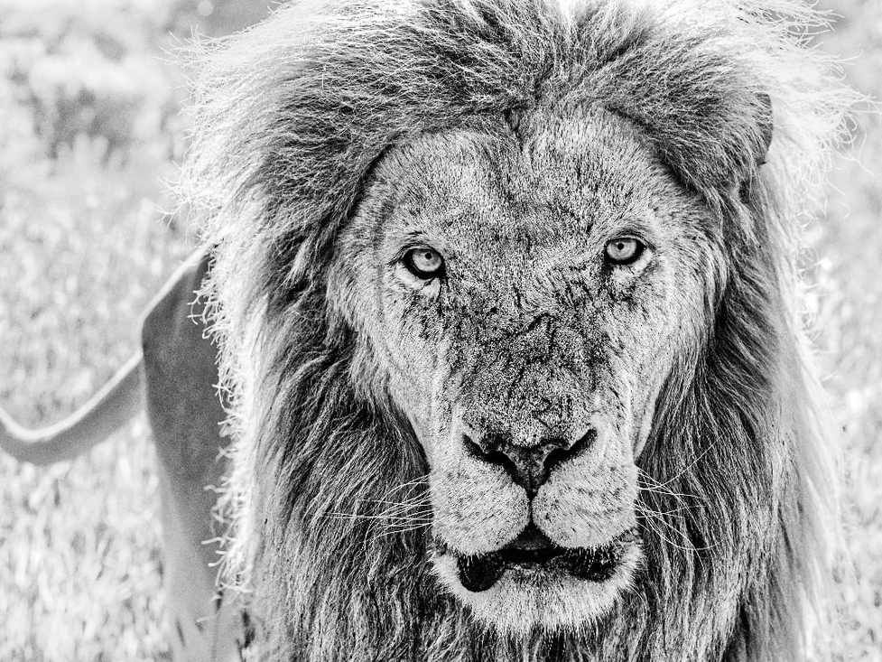 David_Yarrow_Scarface_Hilton_Asmus_Contemporary