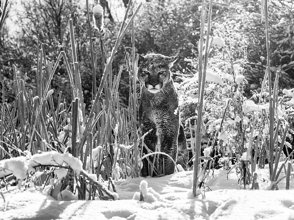 David_Yarrow_Silent_Witness_Hilton_Asmus_Contemporary