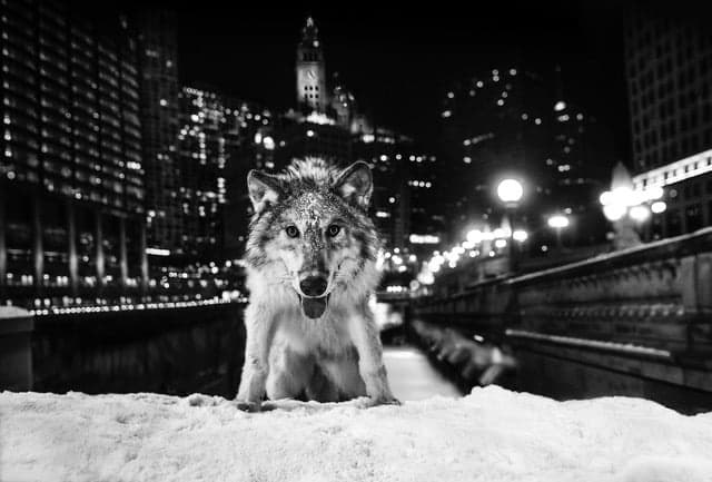 Sweet Home Chicago