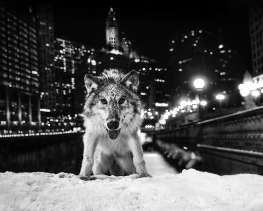 Sweet Home Chicago | David Yarrow
