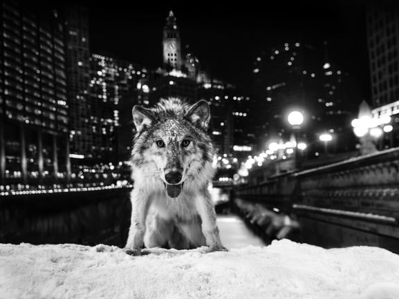 Sweet Home Chicago | David Yarrow