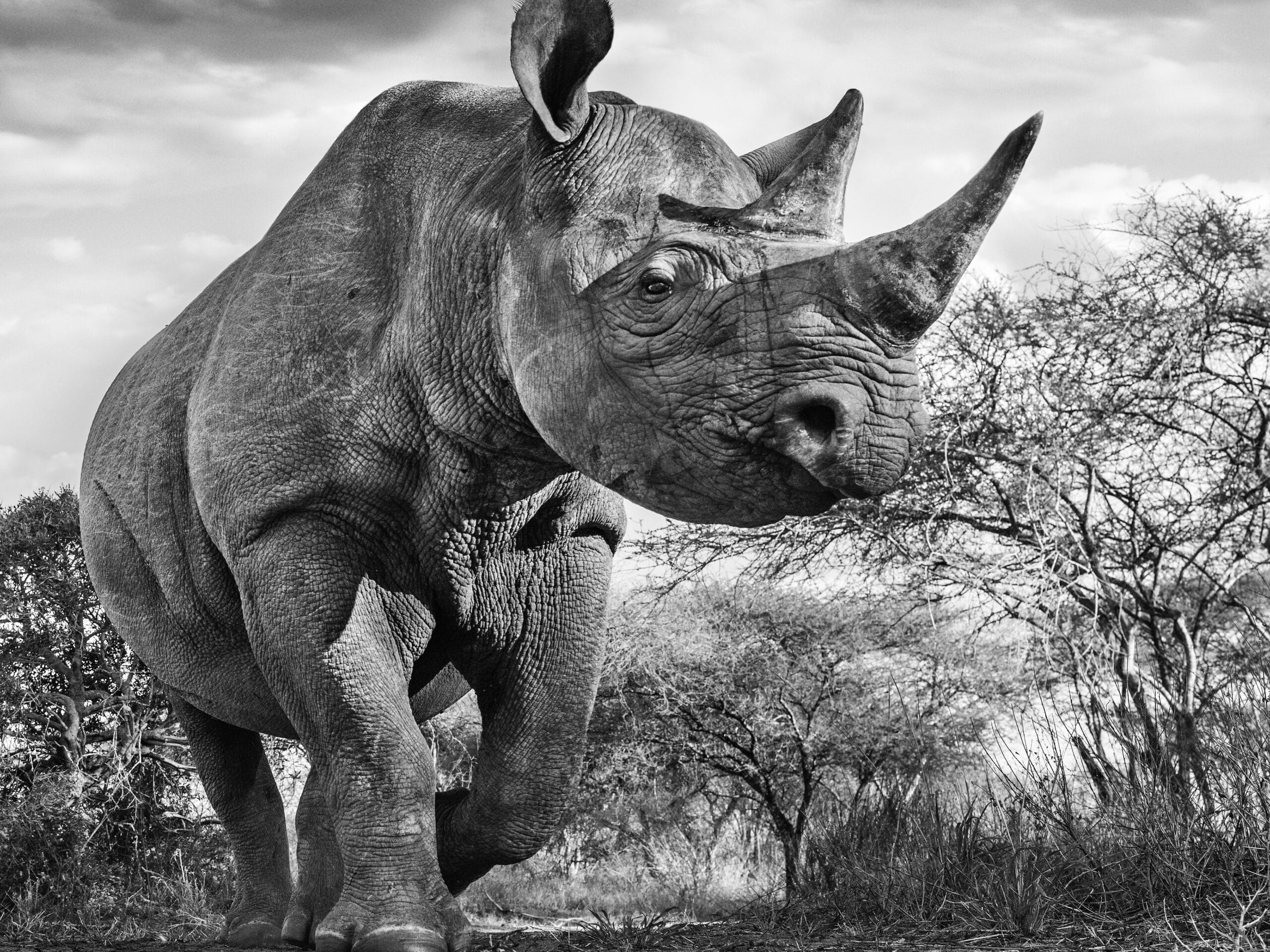 David_Yarrow_The_Departed_Hilton_Asmus_Contemporary