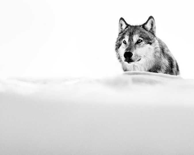 David_Yarrow_The_Focused_Wolf_Hilton_Asmus_Contemporary
