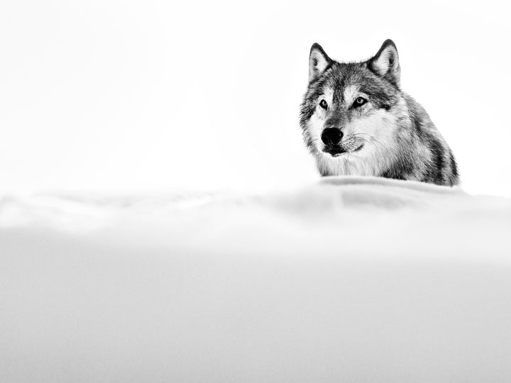 David_Yarrow_The_Focused_Wolf_Hilton_Asmus_Contemporary