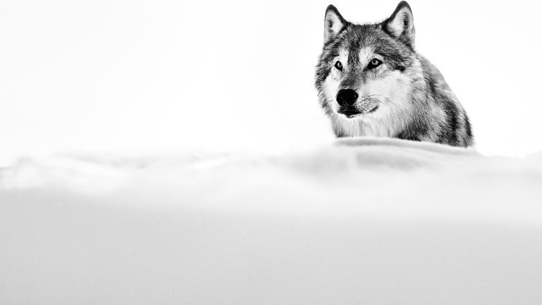 David_Yarrow_The_Focused_Wolf_Hilton_Asmus_Contemporary