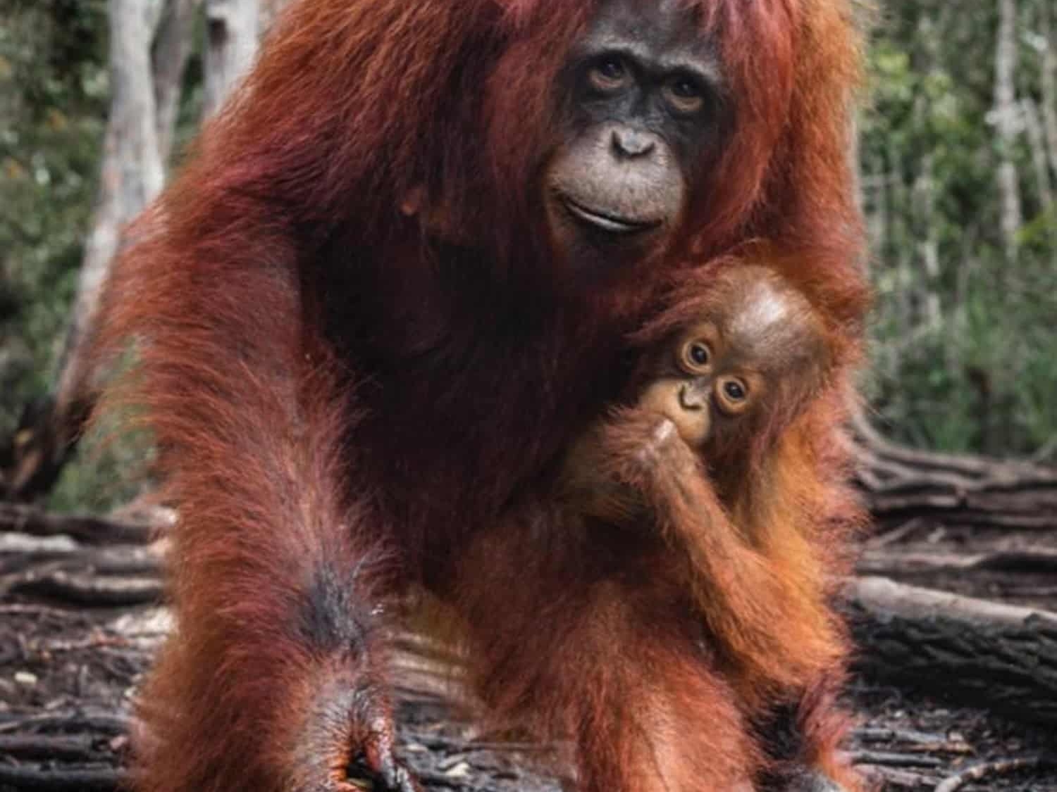 David_Yarrow_The_House_of_Orange_Colour_Color_Hilton_Asmus_Contemporary