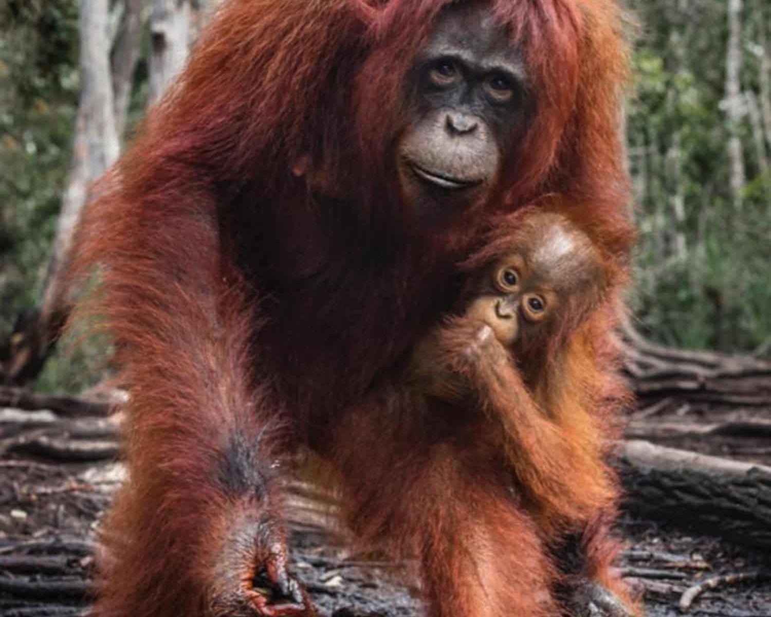 David_Yarrow_The_House_of_Orange_Colour_Color_Hilton_Asmus_Contemporary
