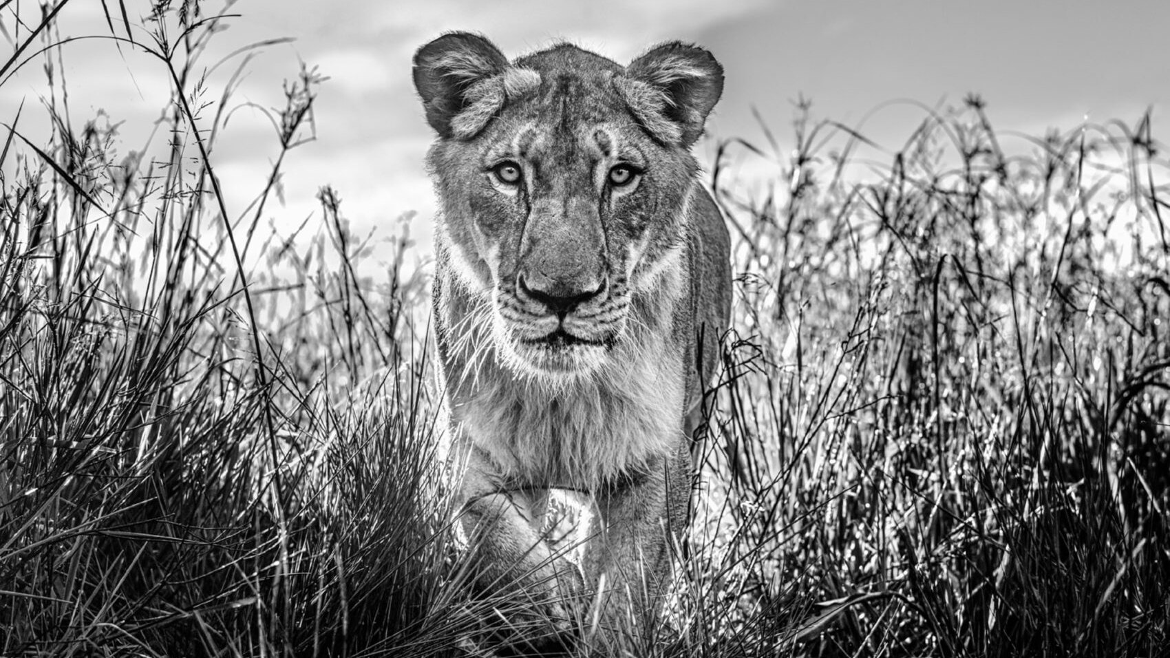1 / 1 – David_Yarrow_The_Hunter_Hilton_Asmus_Contemporary.jpg