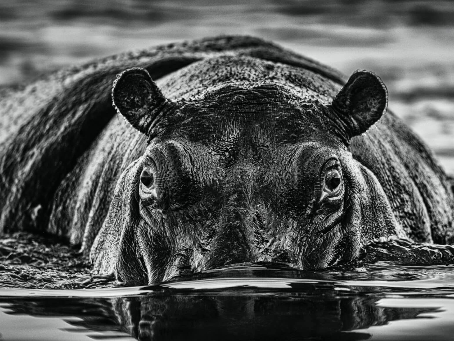 David_Yarrow_The_Last_Dance_Hilton_Asmus_Contemporary