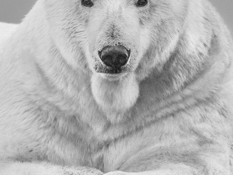 David_Yarrow_The_Statesman_Hilton_Asmus_Contemporary