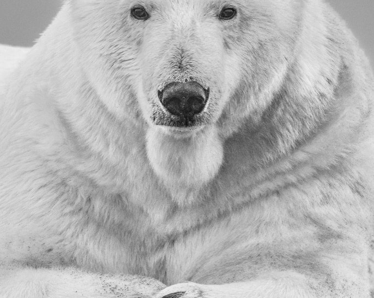 David_Yarrow_The_Statesman_Hilton_Asmus_Contemporary