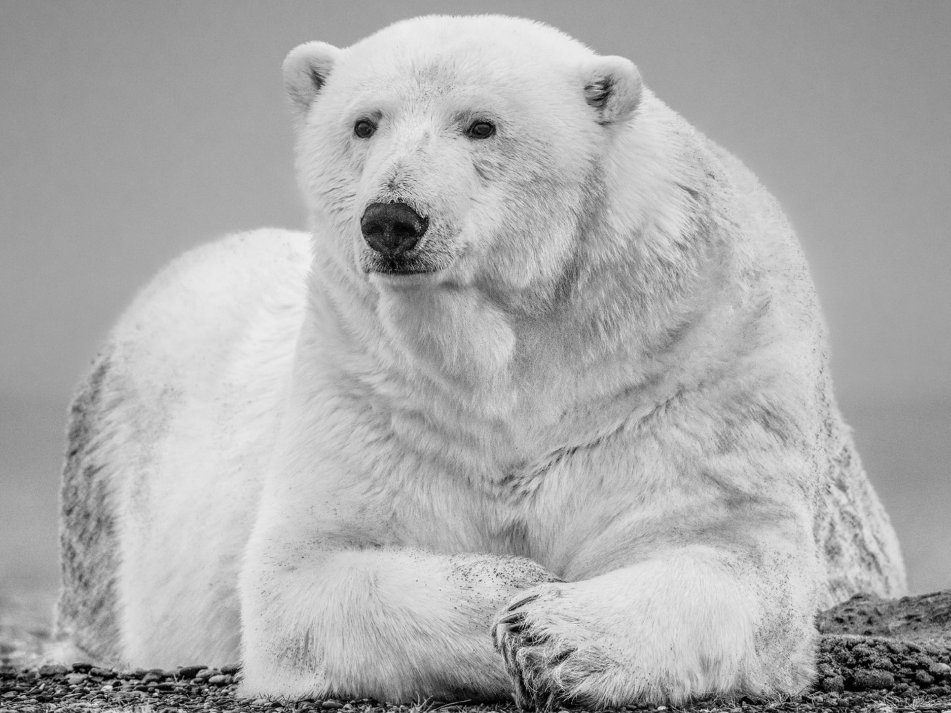 David_Yarrow_The_Statesman_II_Hilton_Asmus_Contemporary