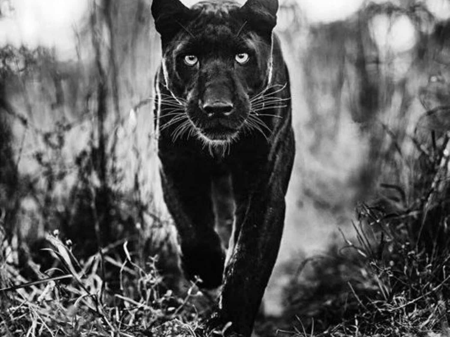 David_Yarrow_The_Superhero_Hilton_Asmus_Contemporary