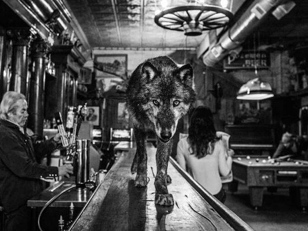 David_Yarrow_The_Wolf_of_Main_Street_III_Hilton_Asmus_Contemporary
