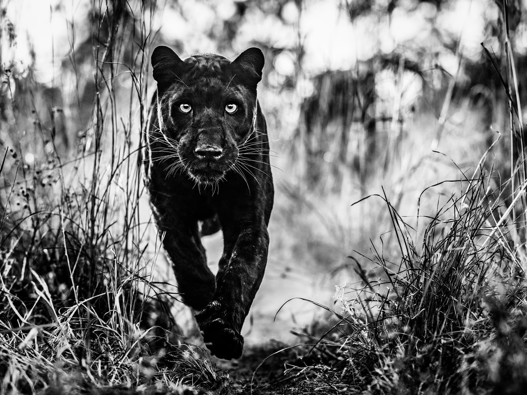 David_yarrow_The_Black_Panther_Returns_Hilton_Asmus_Contemporary
