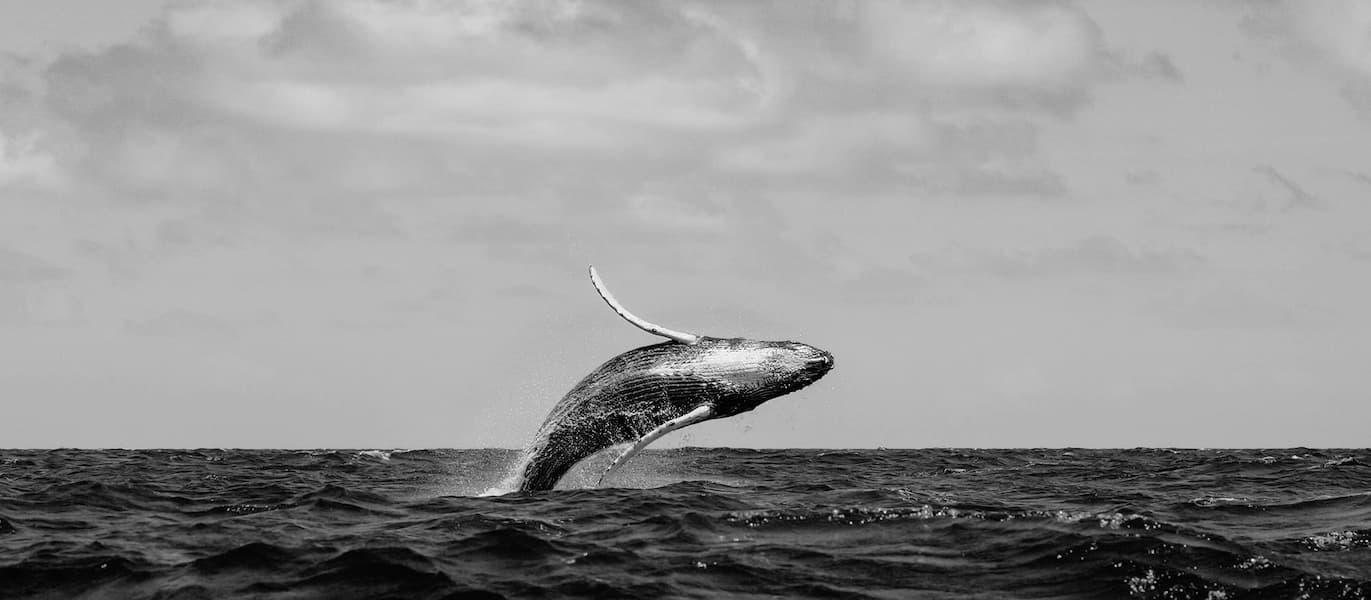 Leap