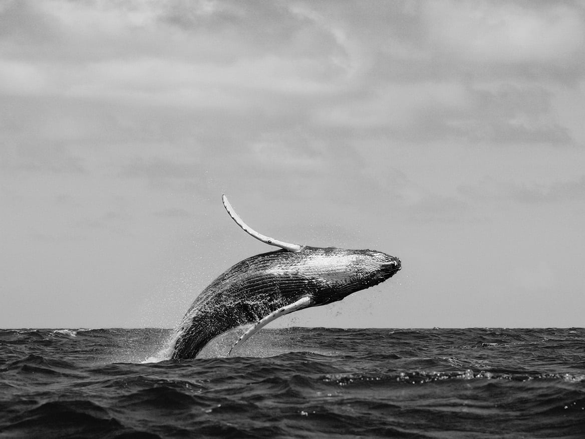 Humpback whales with calves