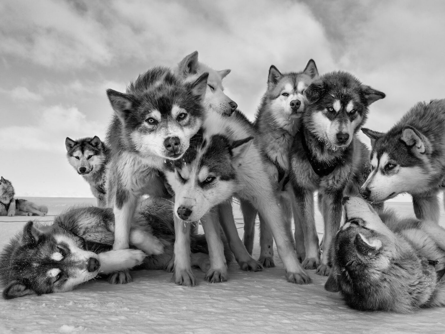 Husky Huddle