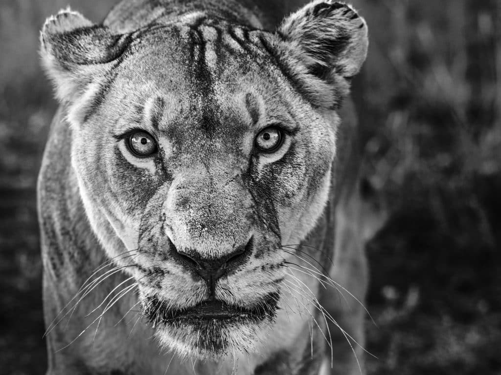 Nala-david-yarrow-hilton-asmus-contemporary