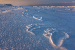 Polar Impressions - Paul Nicklen copy