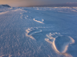 Polar Impressions - Paul Nicklen copy