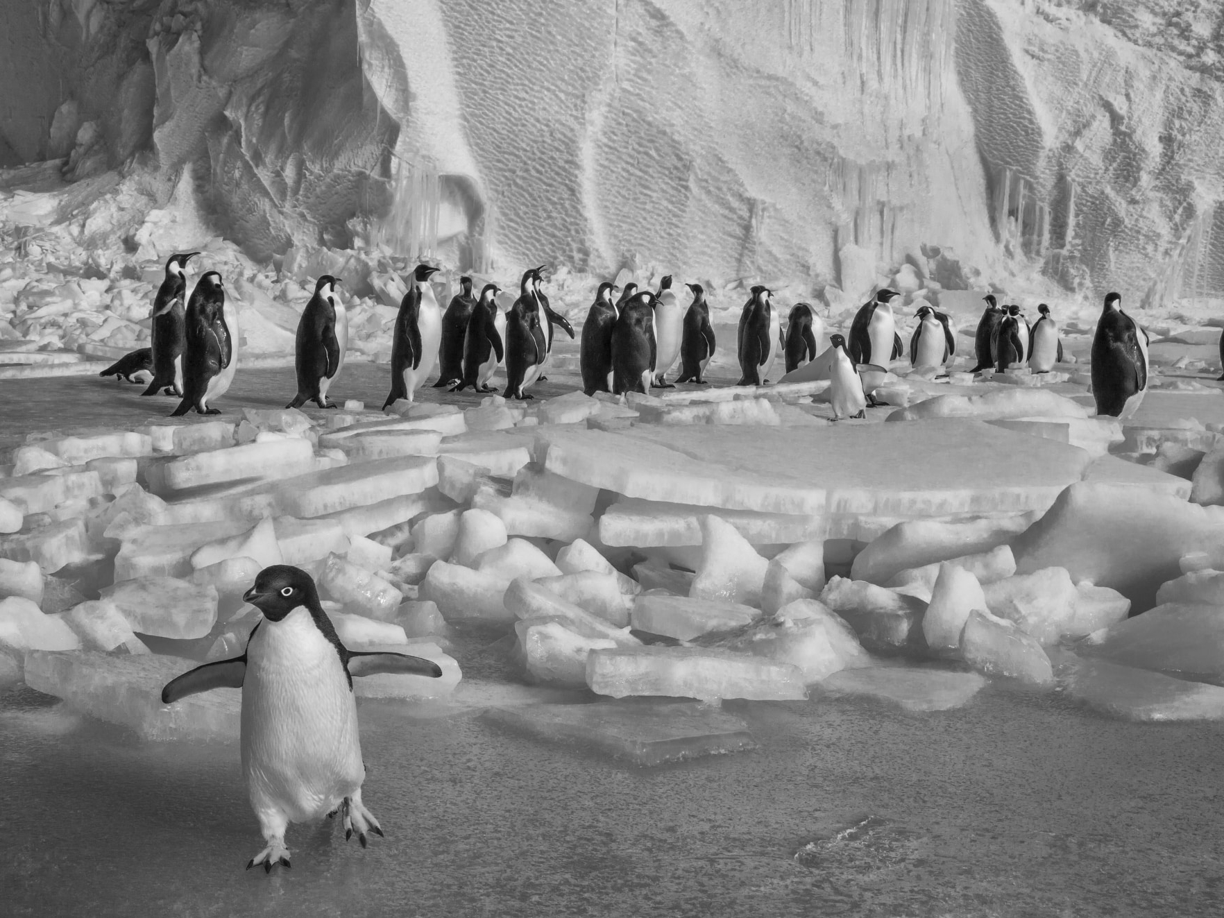 Renegade - Paul Nicklen copy