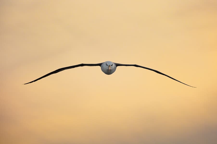 Symmetry In Motion