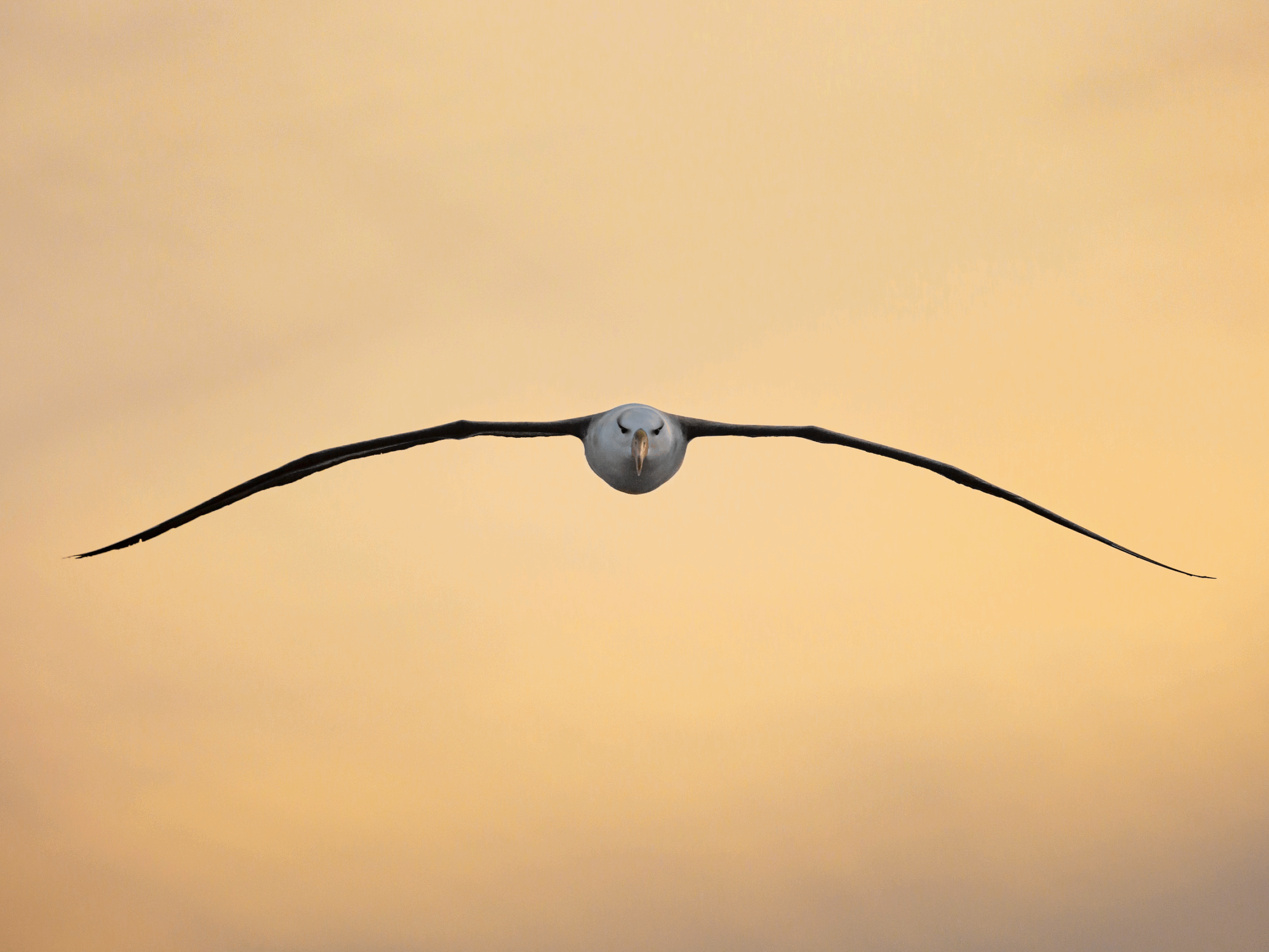 Screen Shot 2020-10-15 at 8.16.46 PM