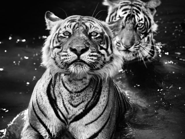 jungle-book-series-david-yarrow-hilton-asmus-contemporary-large