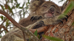 sleeping-koala-bear-3x