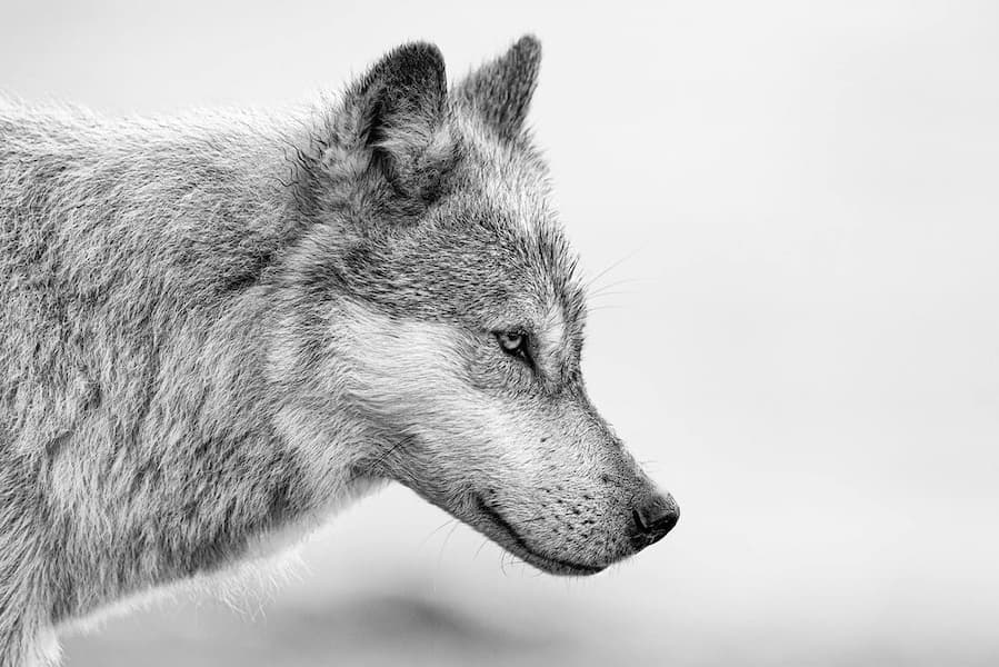 Coastal Guardian