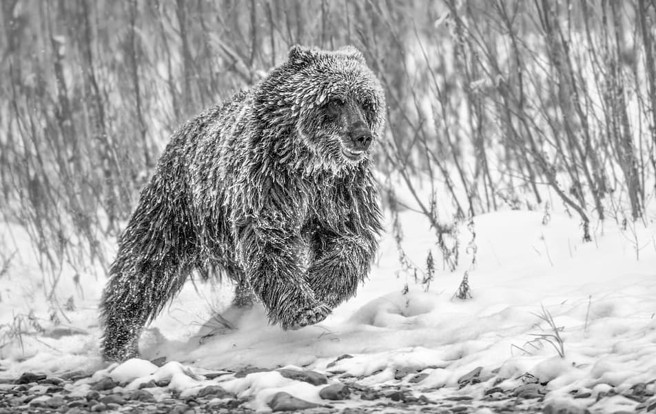 Cold Pursuit