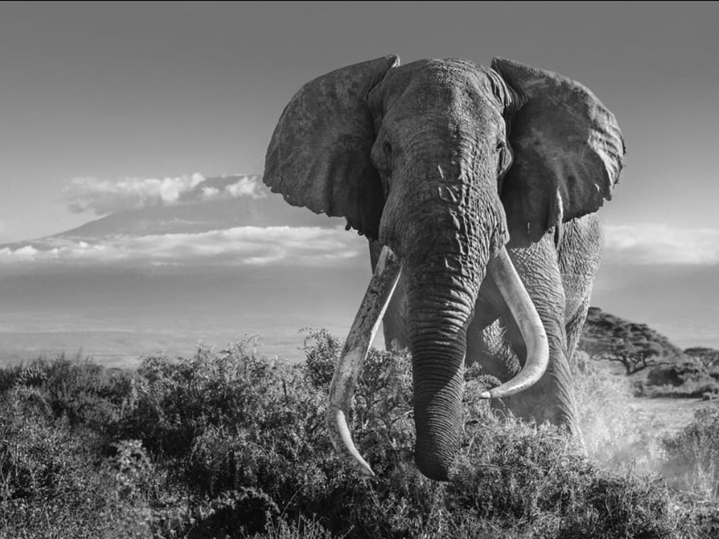 David_Yarrow_Africa_II_Hilton_Asmus_Contemporary