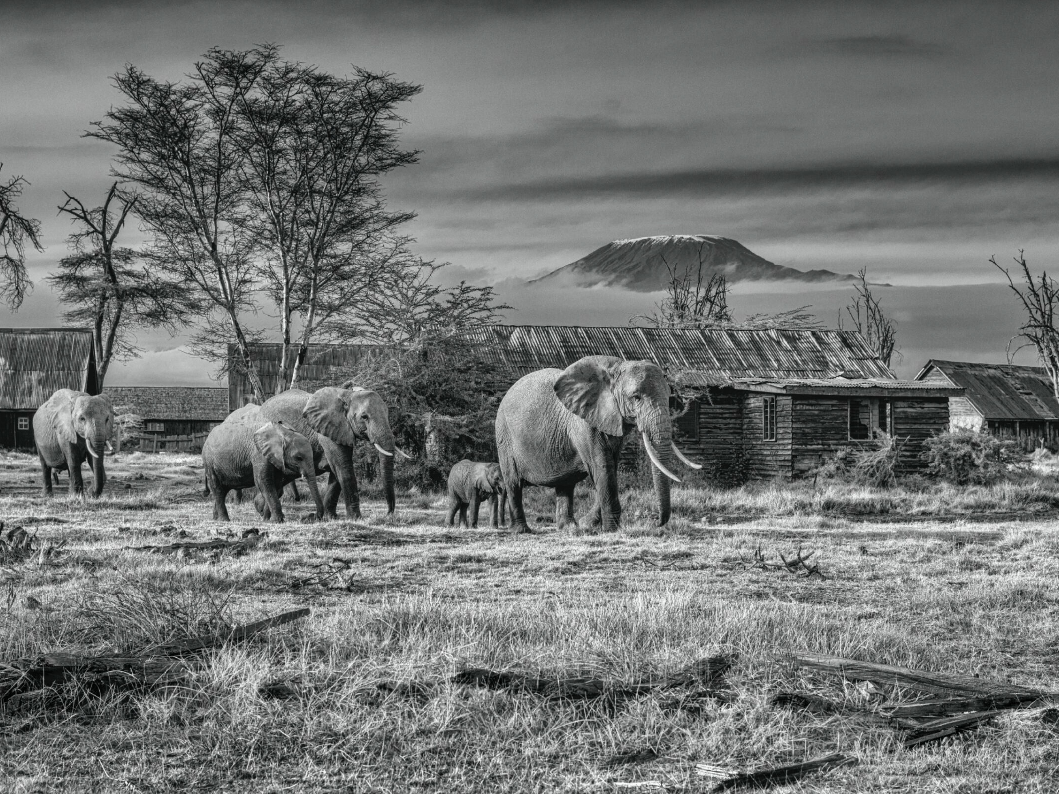David_Yarrow_After_Man_Hilton_Asmus_Contemporary