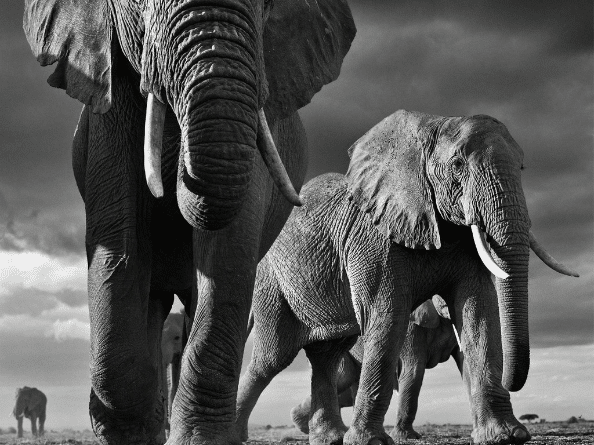 David_Yarrow_Big_Hilton_Asmus_Contemporary