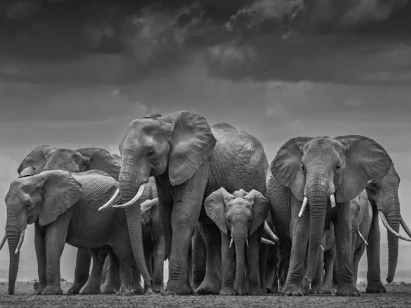 David_Yarrow_Circle_of_Life_II_Hilton_Asmus_Contemporary